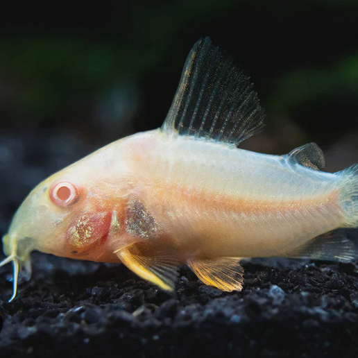 Albino Corydoras