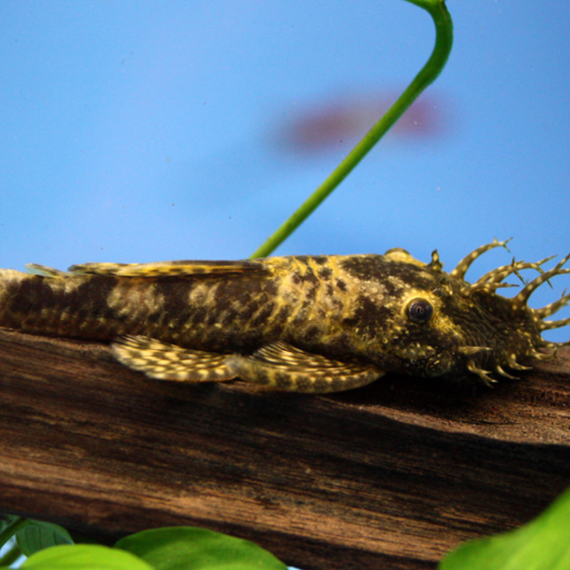 Bristlenose Pleco