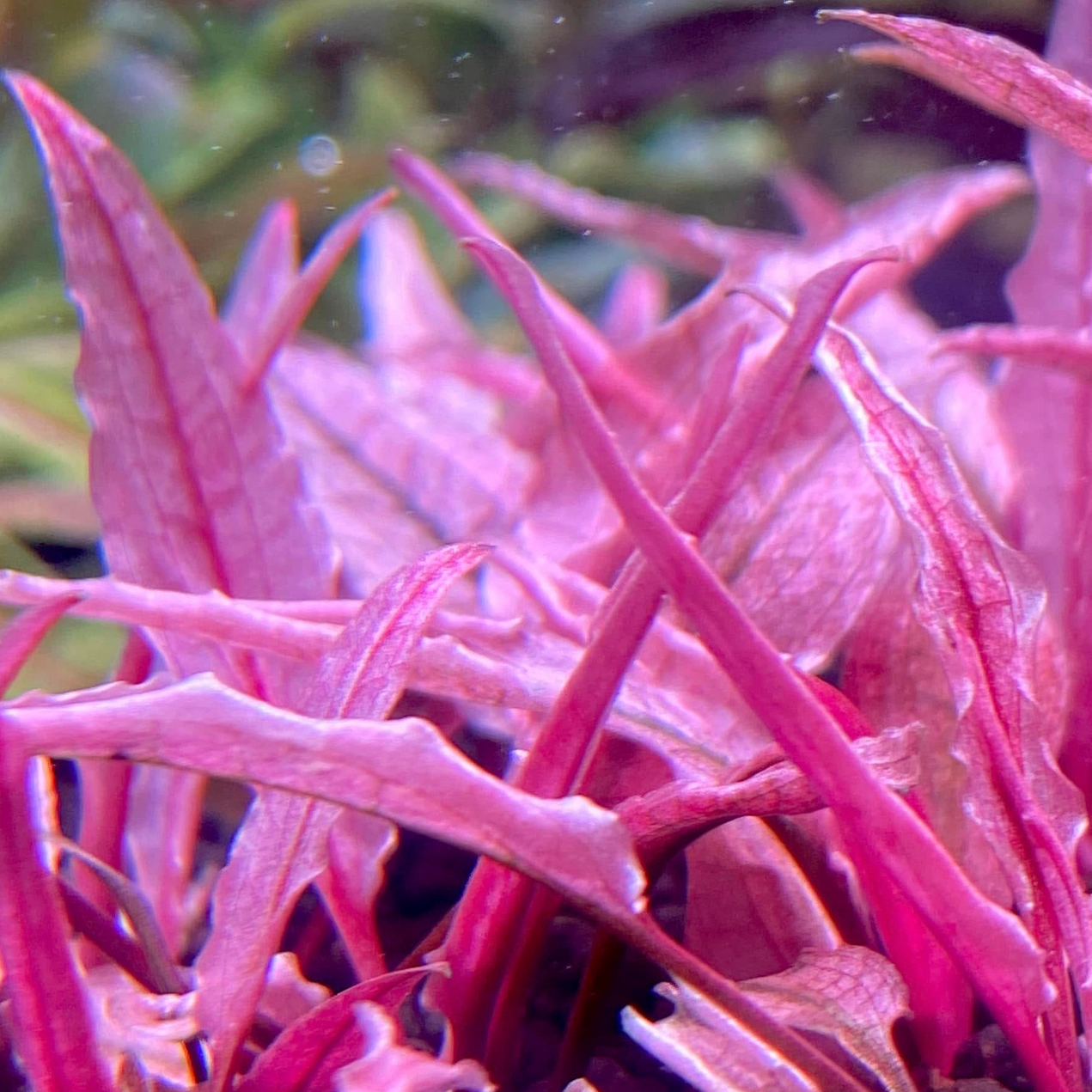 Tropical Aquarium Plants | Little Beasts Pet Shop