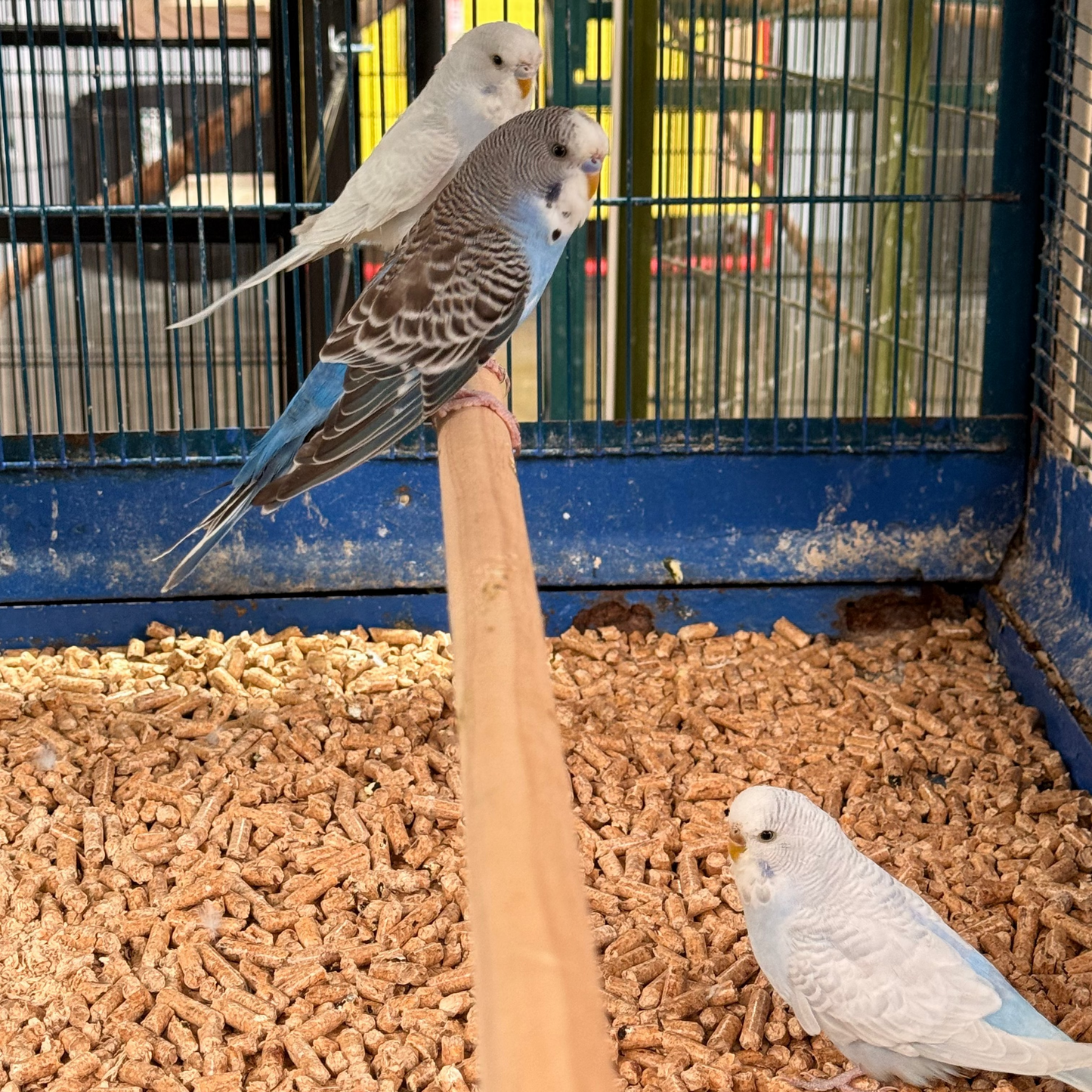 Budgies