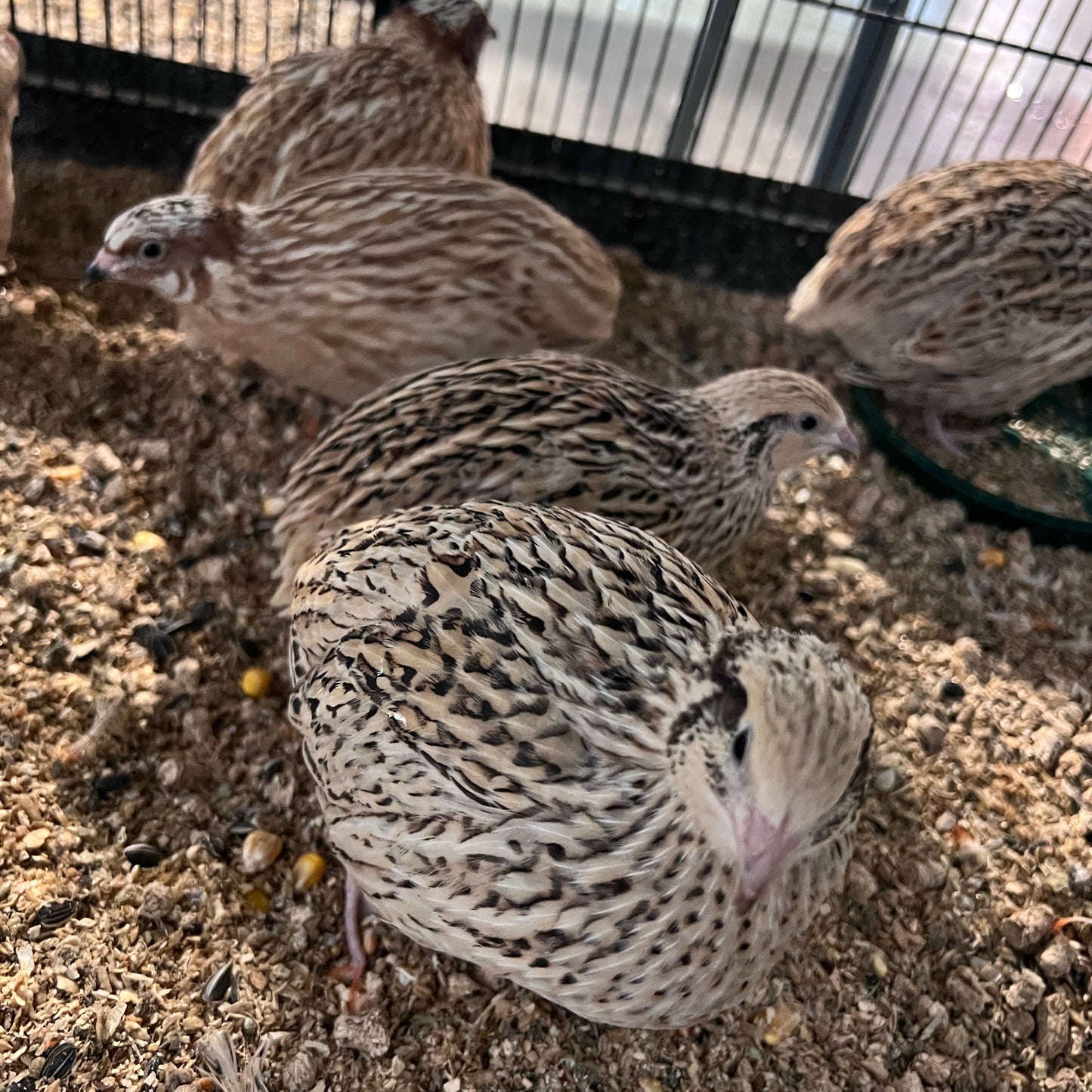 Japanese Quails - Pair