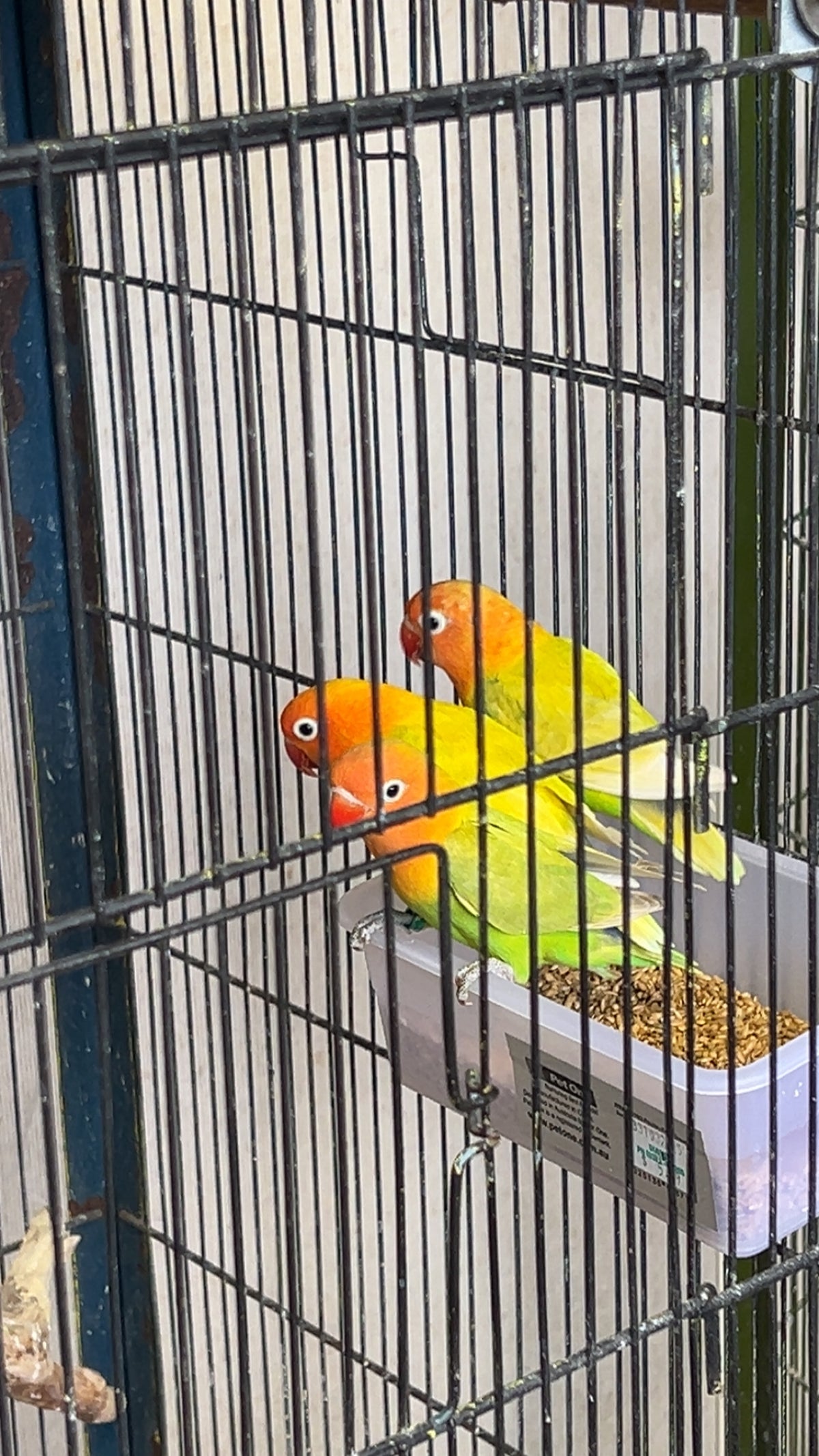 Love BIrds