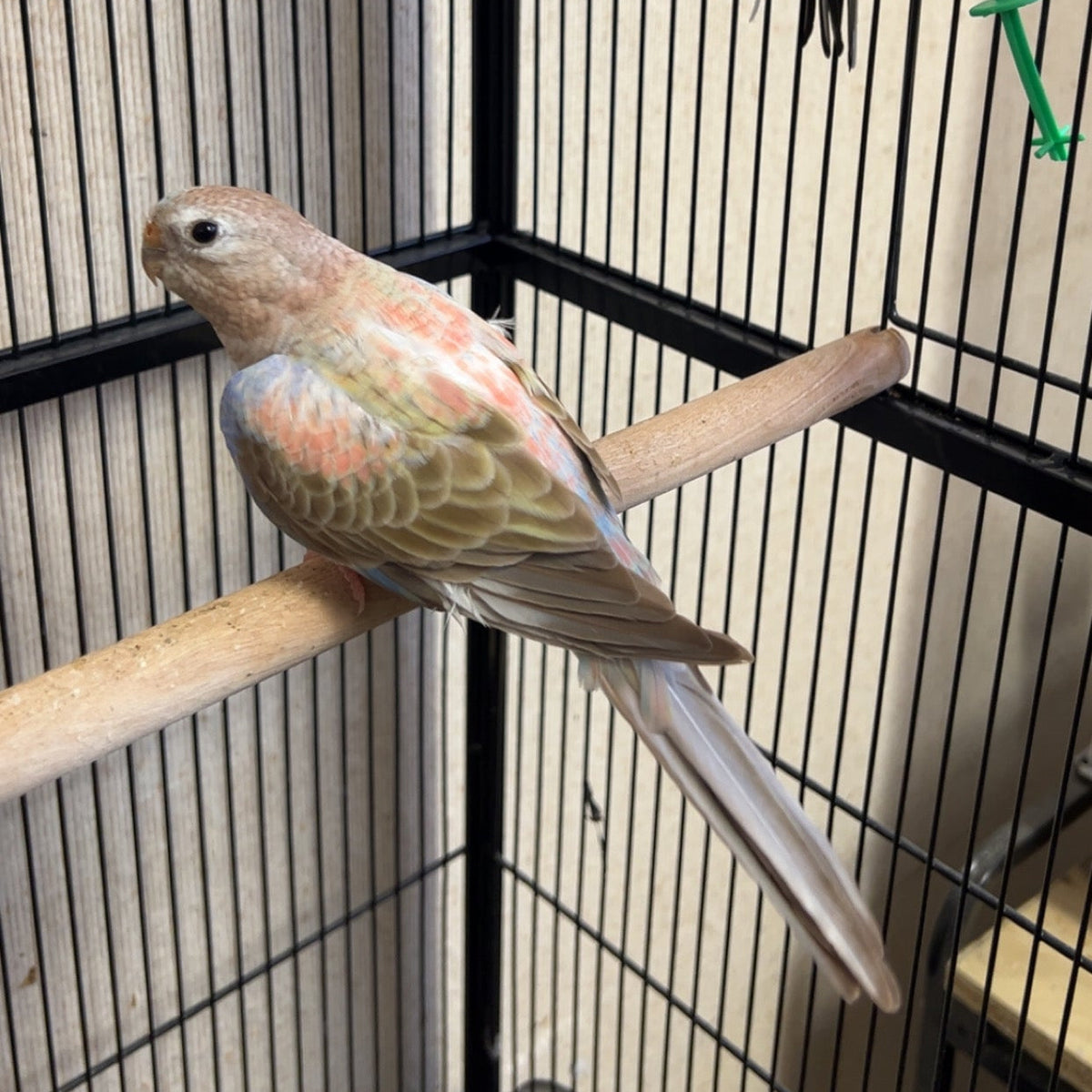 Bourke's parrot