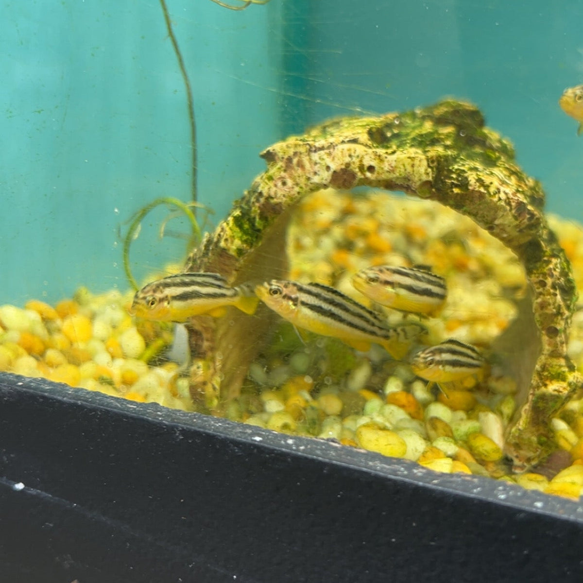 Golden Mbuna Fry