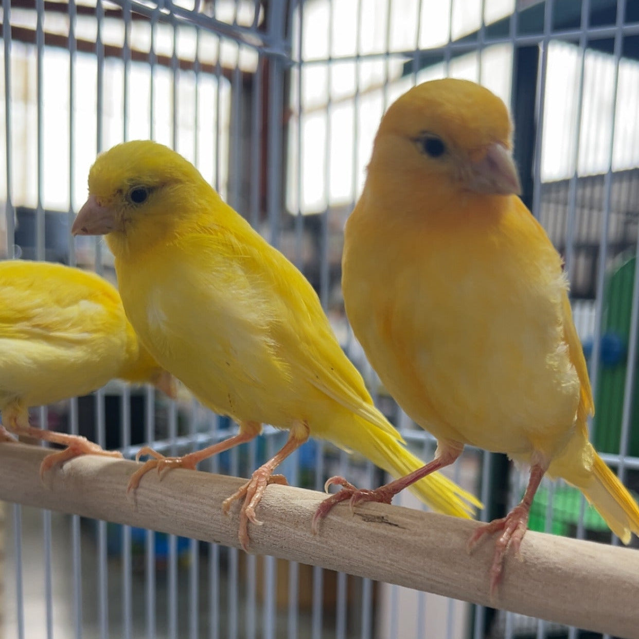 Yellow Canarys
