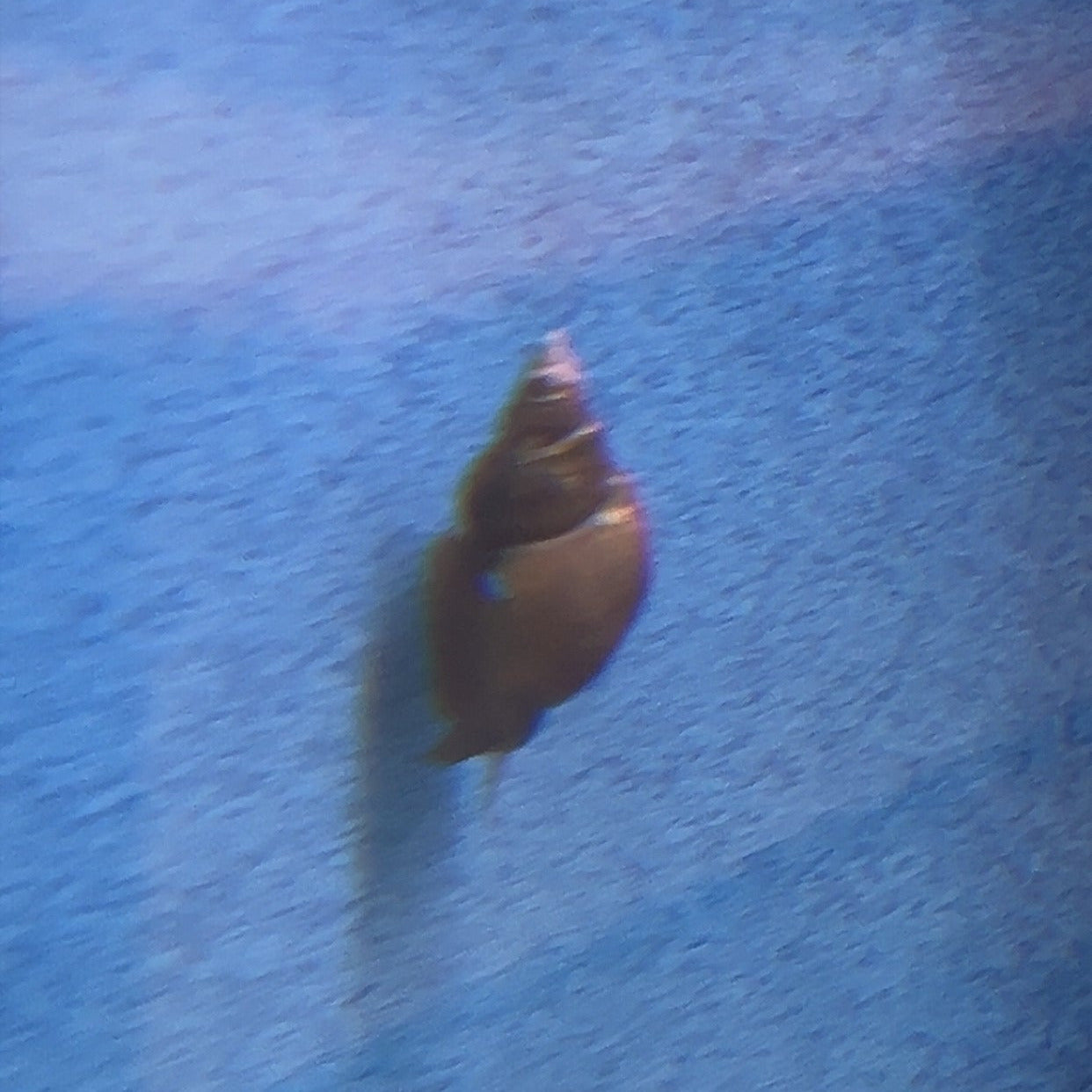 Pond Snails - coldwater