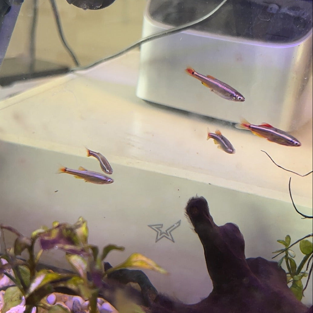 Mountain Minnow
