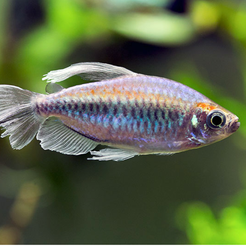 Male Congo Tetra