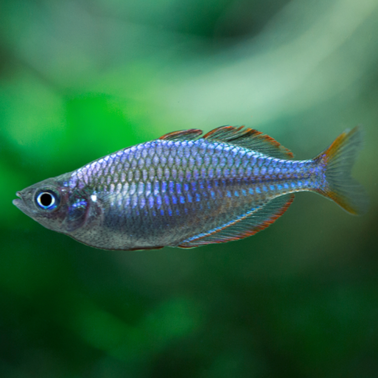 Tropical Fish | Little Beasts Pet Shop