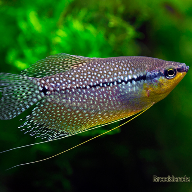 Pearl Gourami