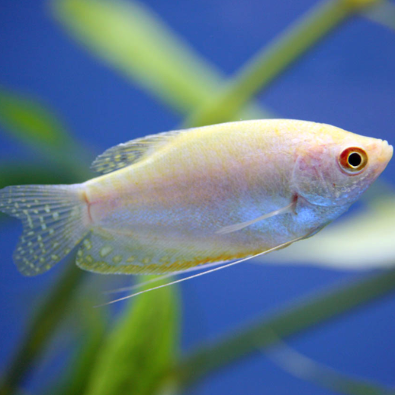 Platinum Gourami