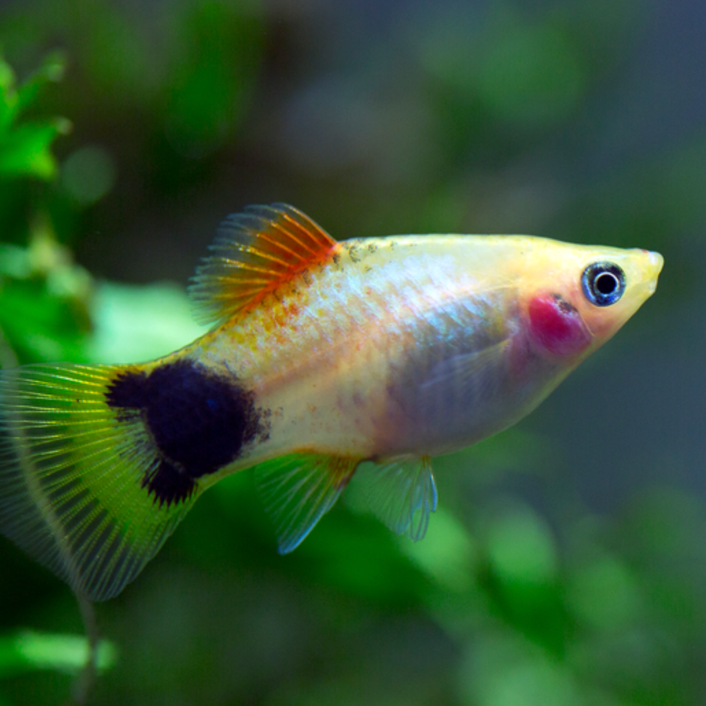 Tropical Fish Platy | Little Beasts Pet Shop