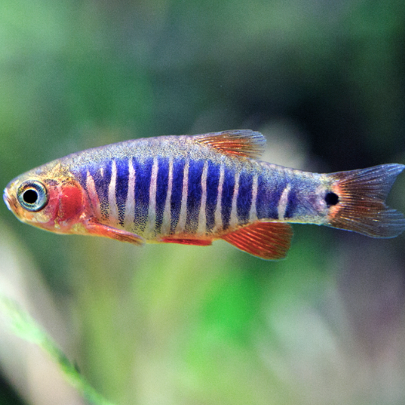 Red Faced Danio