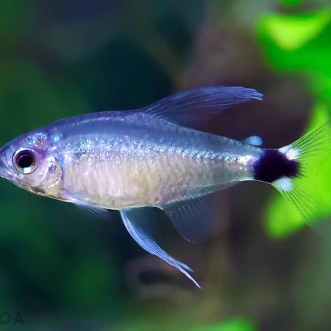 Reed Tetra