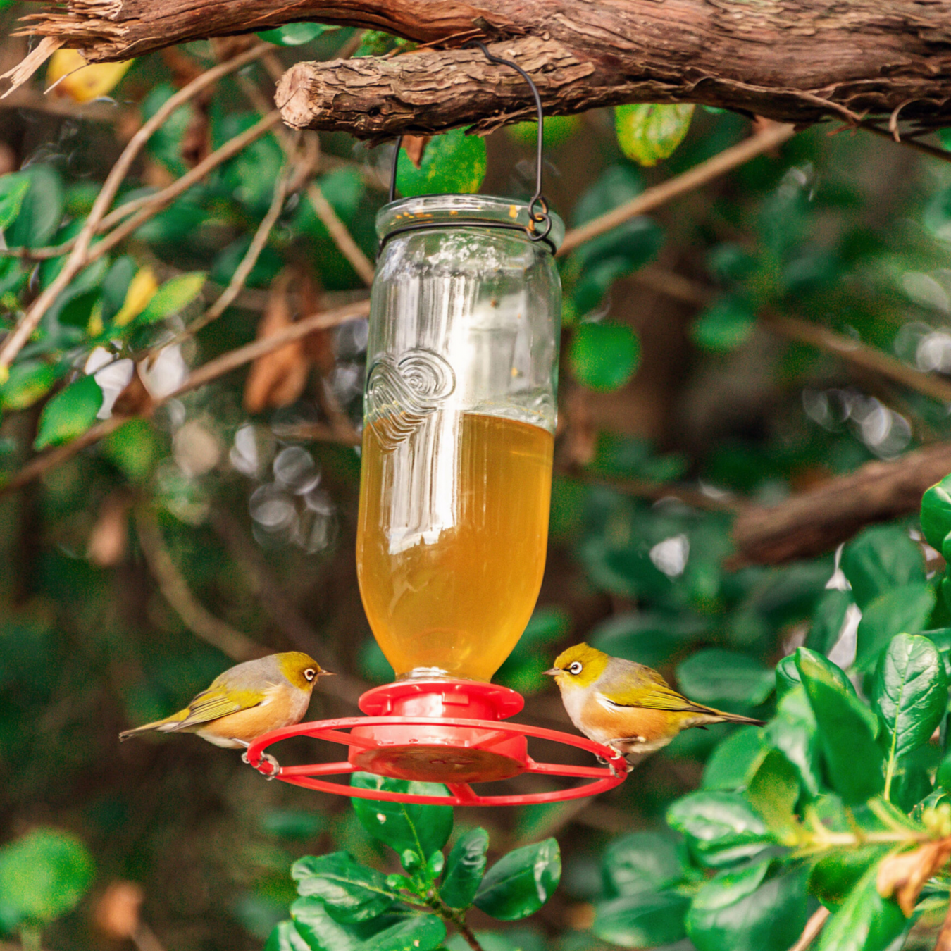 Nectar Feeder