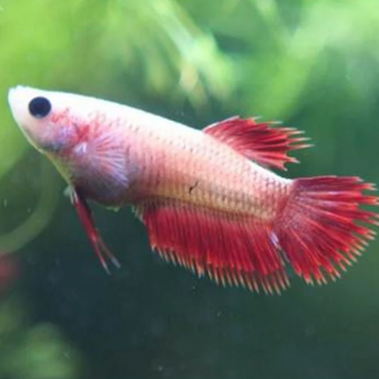 Female Fighting Fish