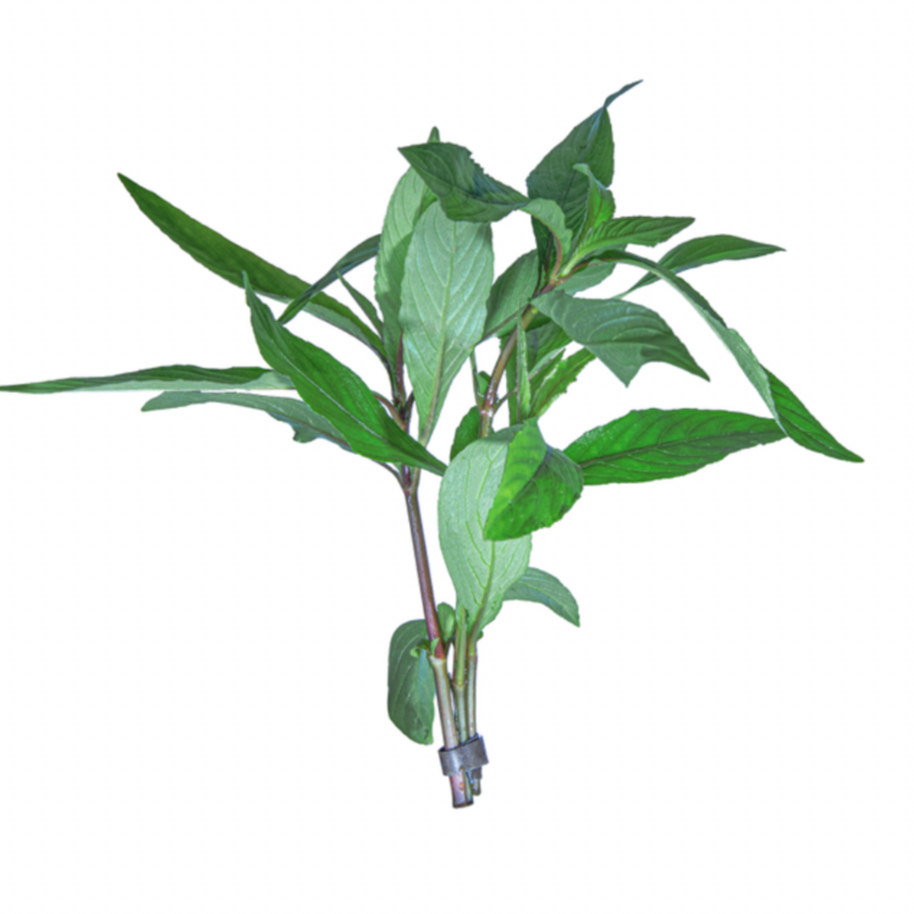 Hygrophila Blue - Bunched