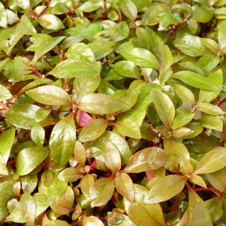 Hygrophila Red - Bunched