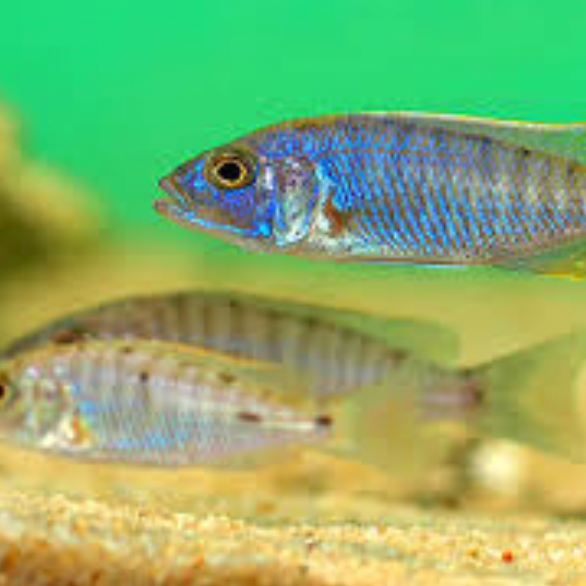 Electric Blue Cichlid - Fry