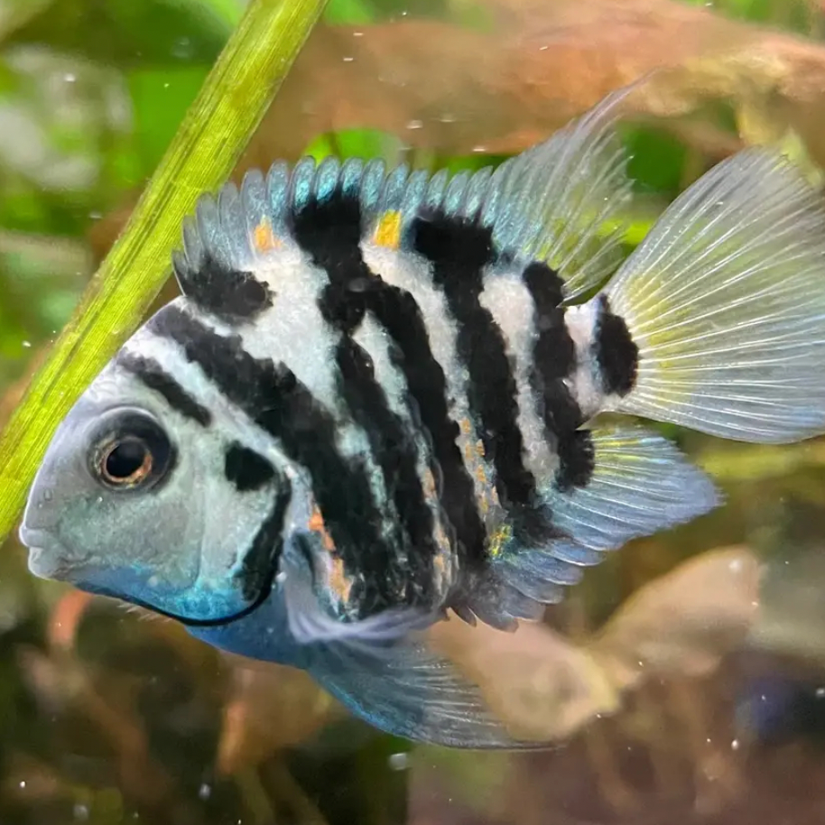 Blue Polar Parrot Cichlid - fry