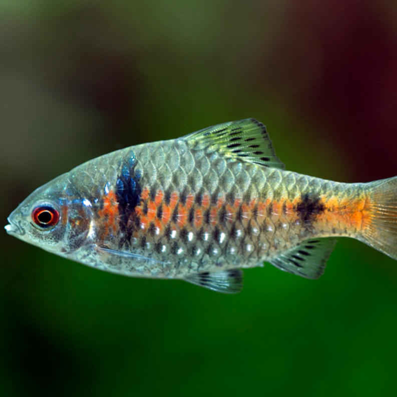 Odessa Barbs