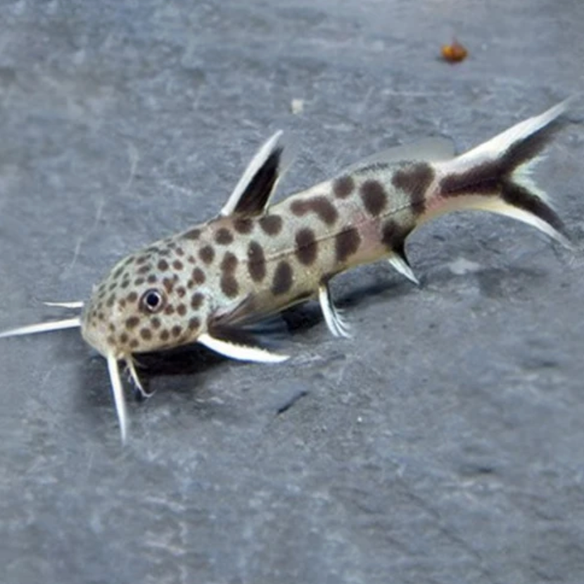 Synodontis Petricola