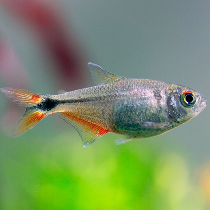 Buenos Aires Tetra