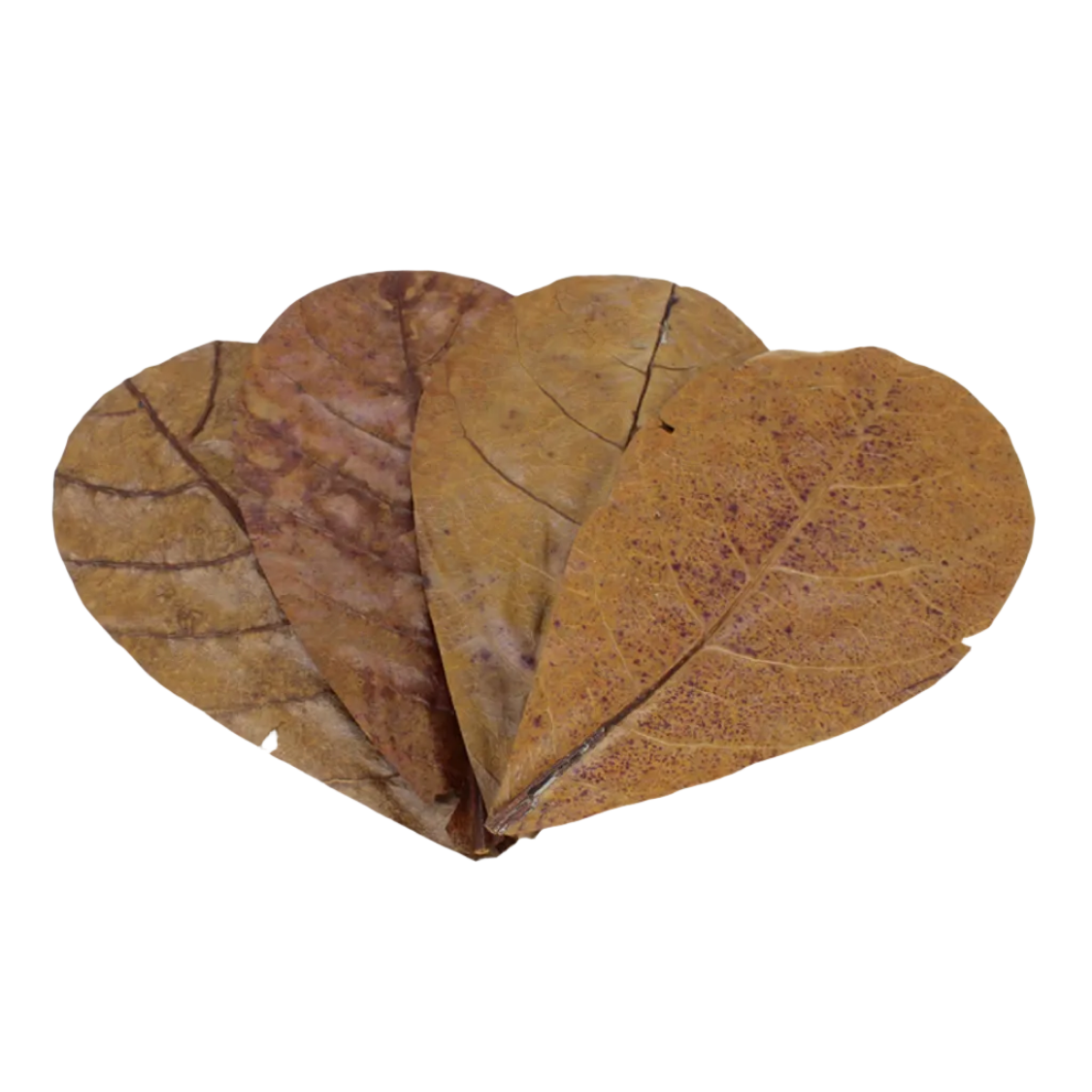 Catappa Leaves 12 Pack