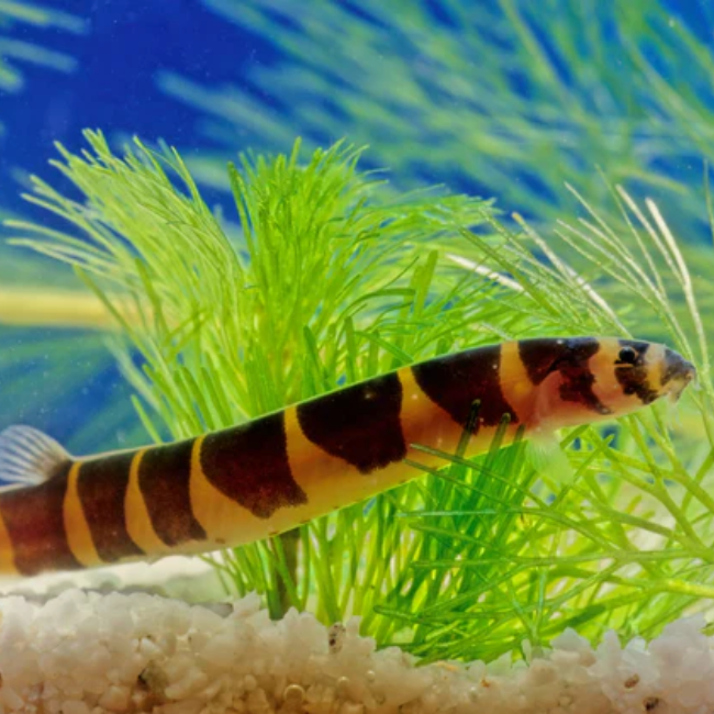 Kuhli Loach