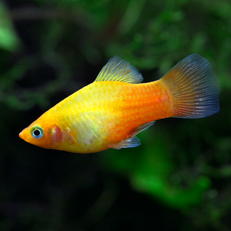 Sunset Platy