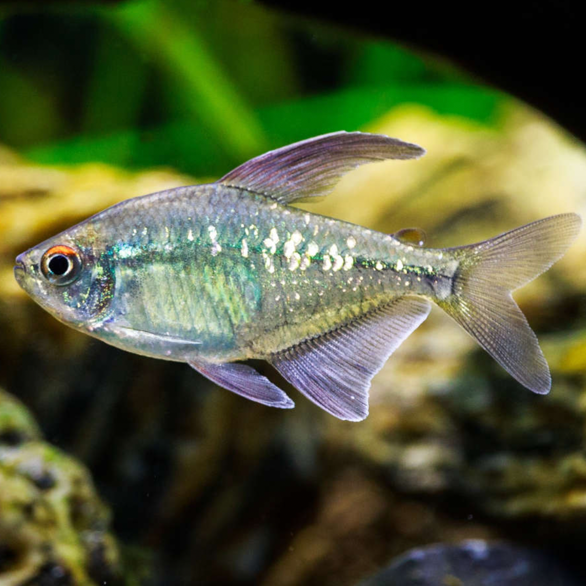 Diamond Tetra