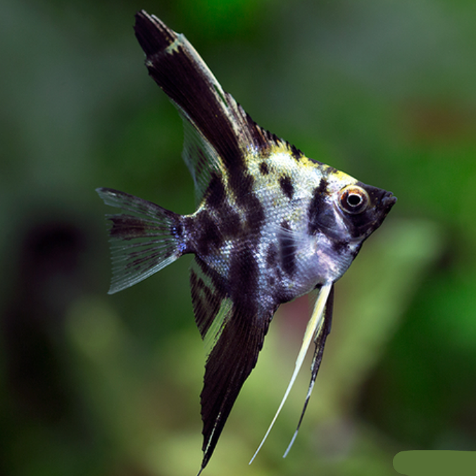 Santa Isabel Angel Fish