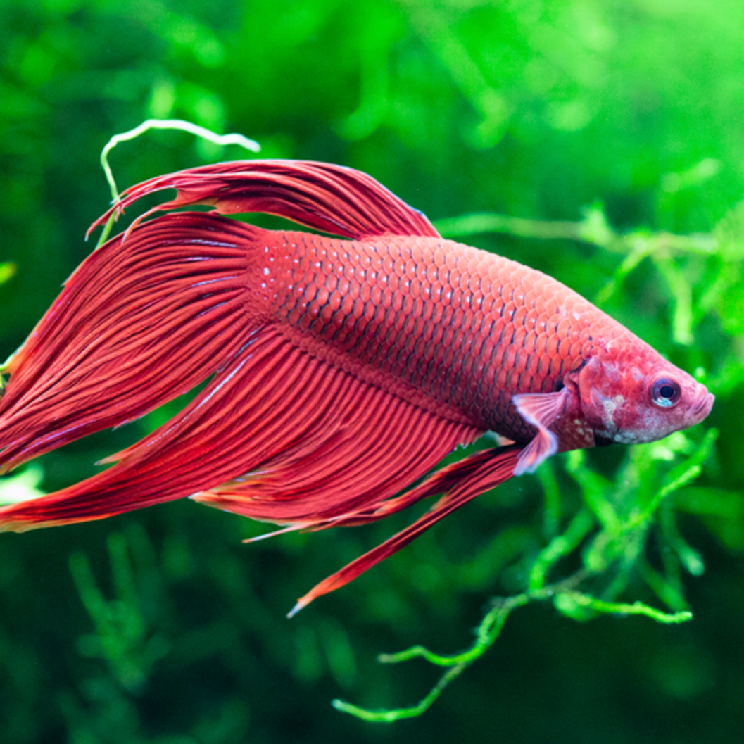 Longfin (Veil-tail) Male Betta