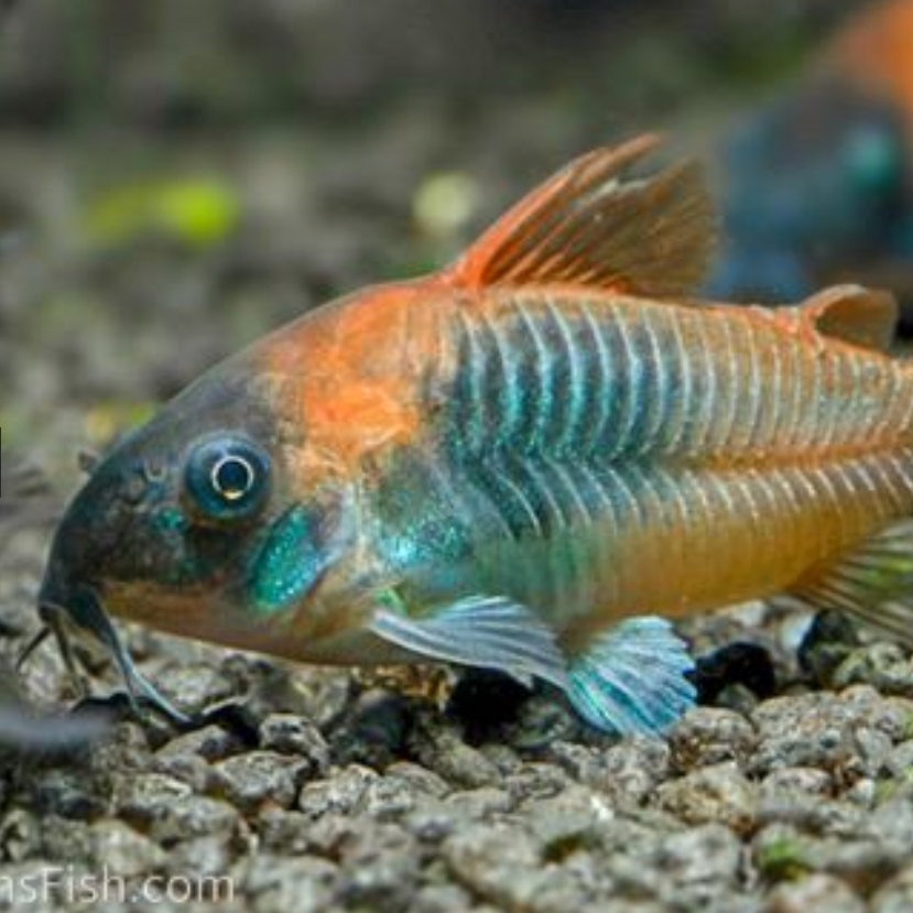 Venezuelan Orange Corydoras