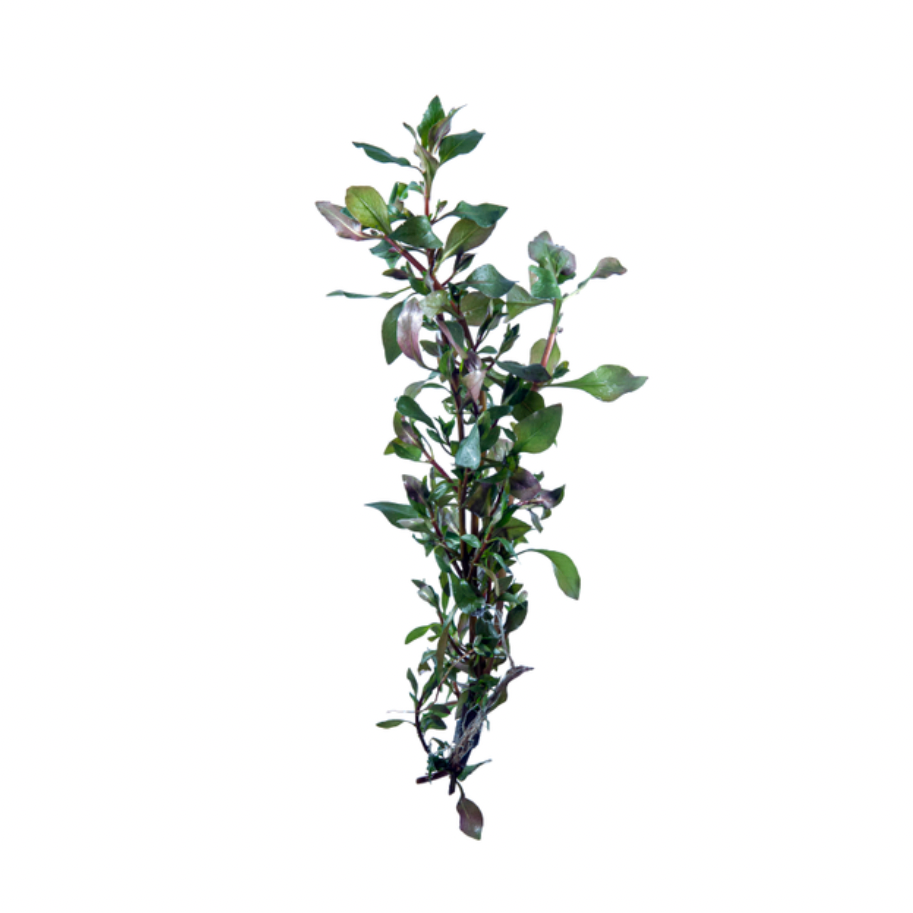 Tropical Plants - various