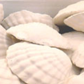 Oxygen Shell