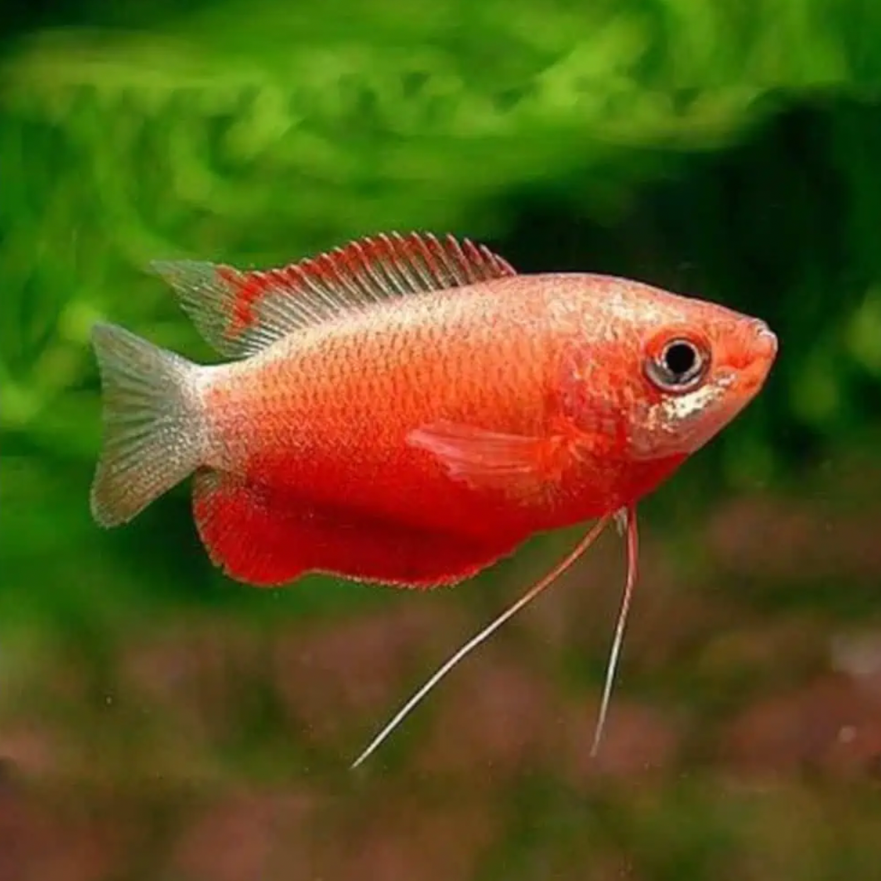 Red Honey Dwarf Gourami