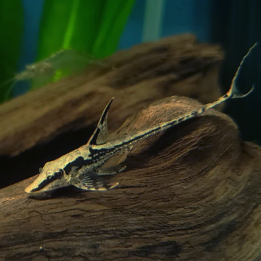 Royal Whiptail Catfish