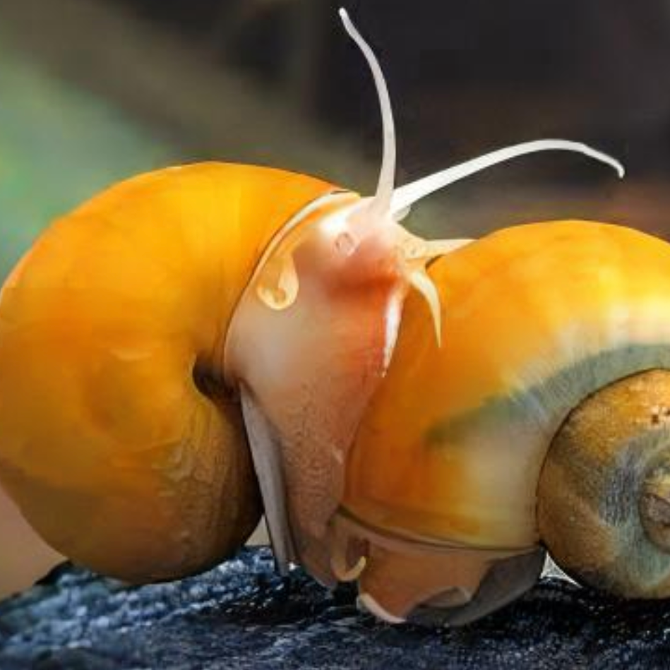 Golden Apple Snails