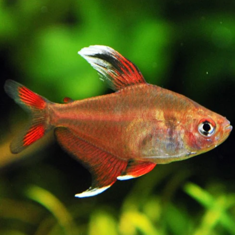 Rosy Tetra