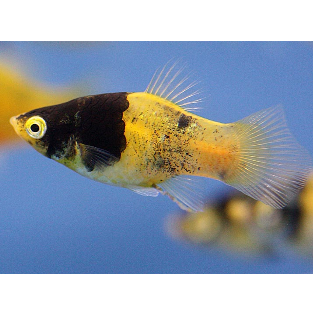 Bumble Bee Platy