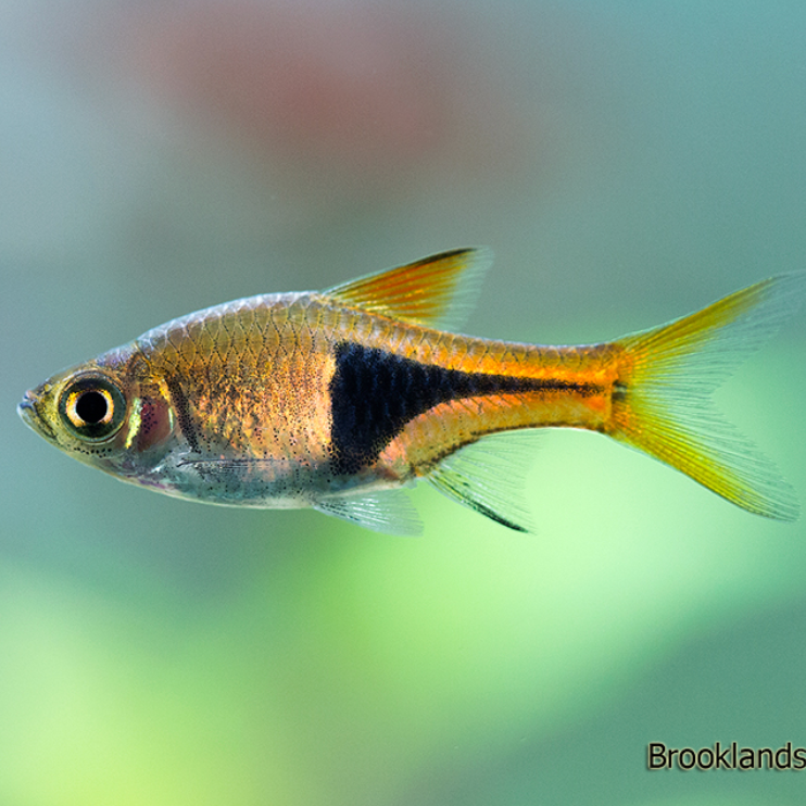 Harlequin Rasbora