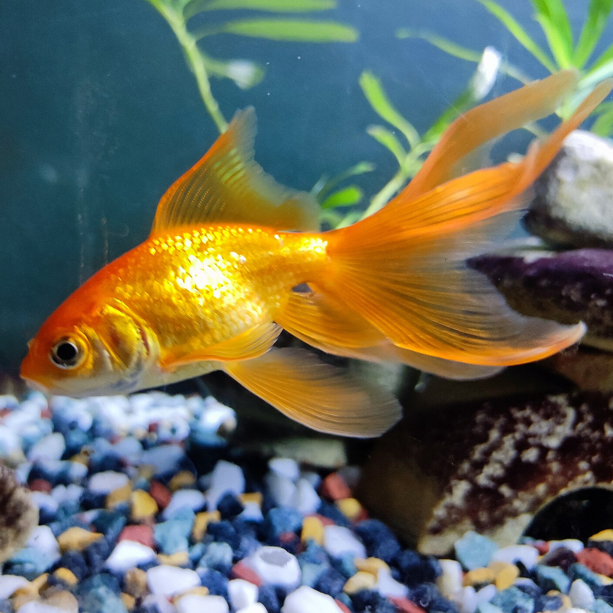 Fantail Goldfish