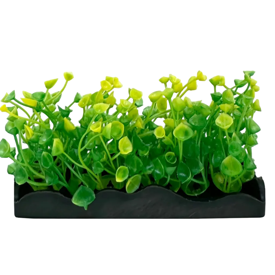 Ecoscape Foreground Ogris Auribus Yl/fern