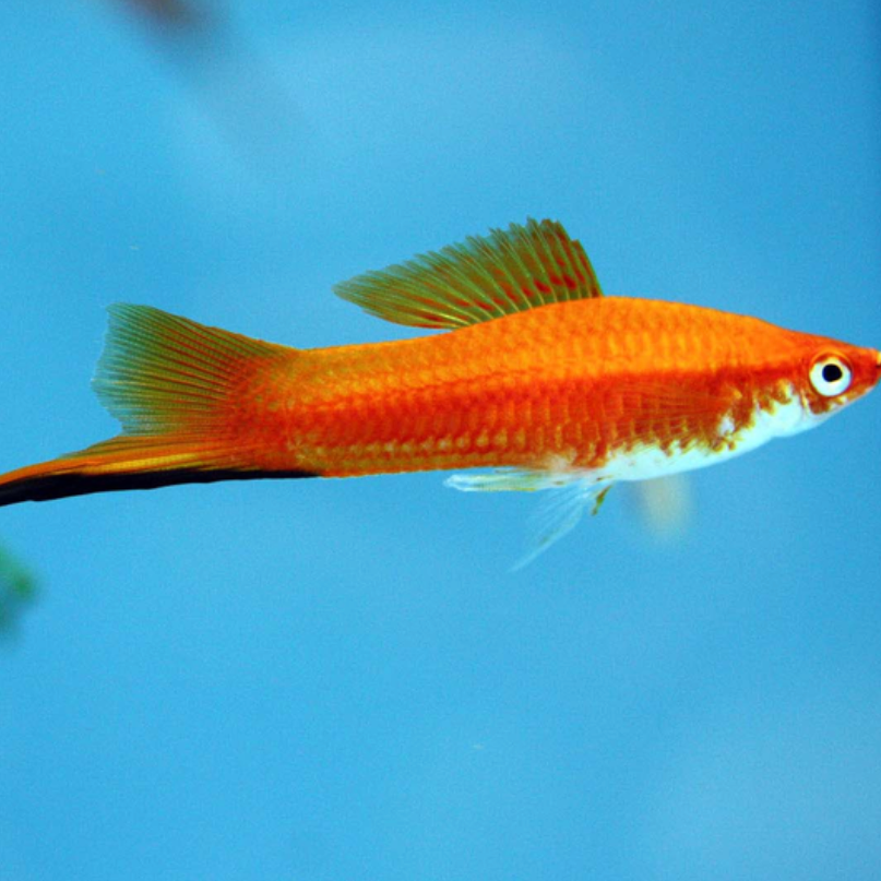 Swordtail