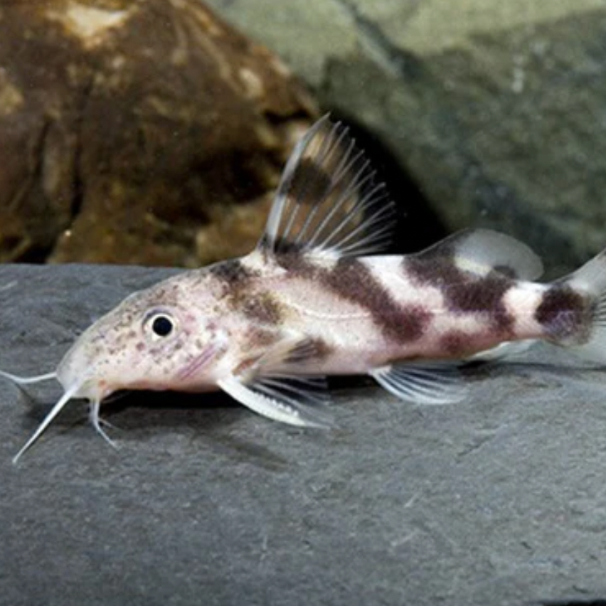 Catfish | Little Beasts Pet Shop