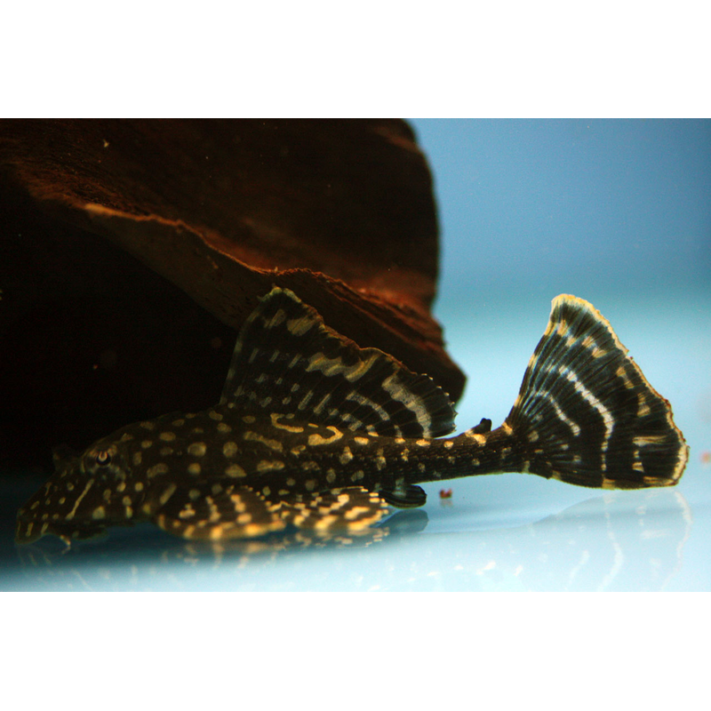 Leopard Plecostomus (Gold Spot)
