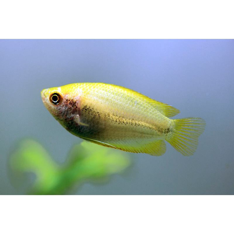 Gold Honey Dwarf Gourami