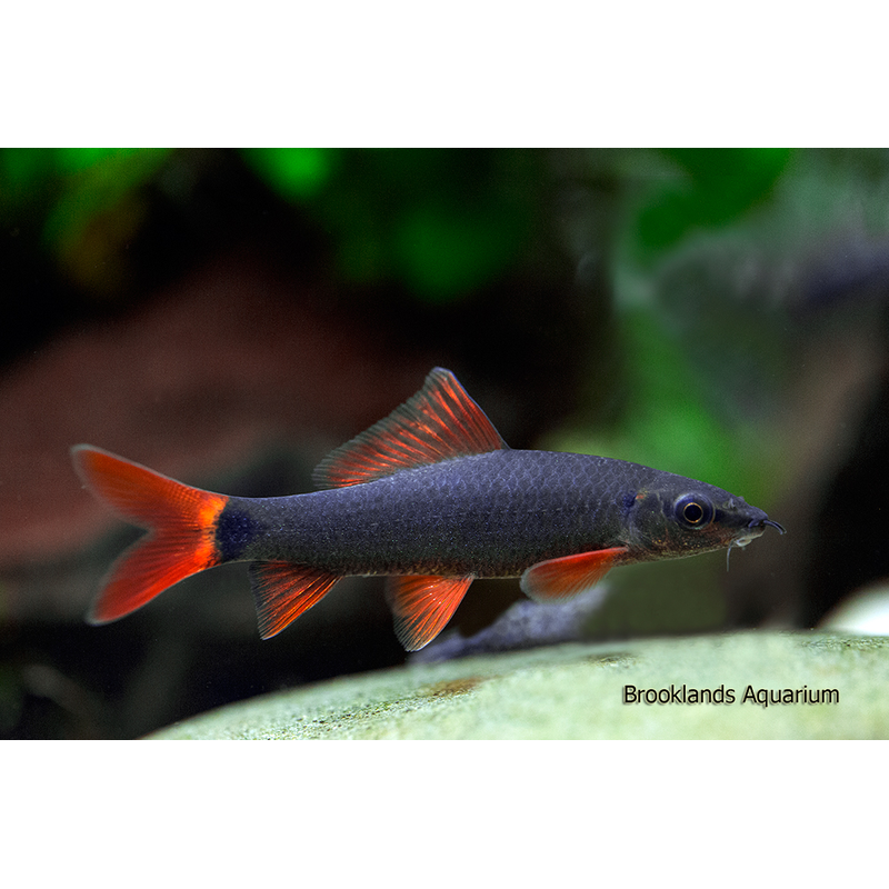 Rainbow Shark