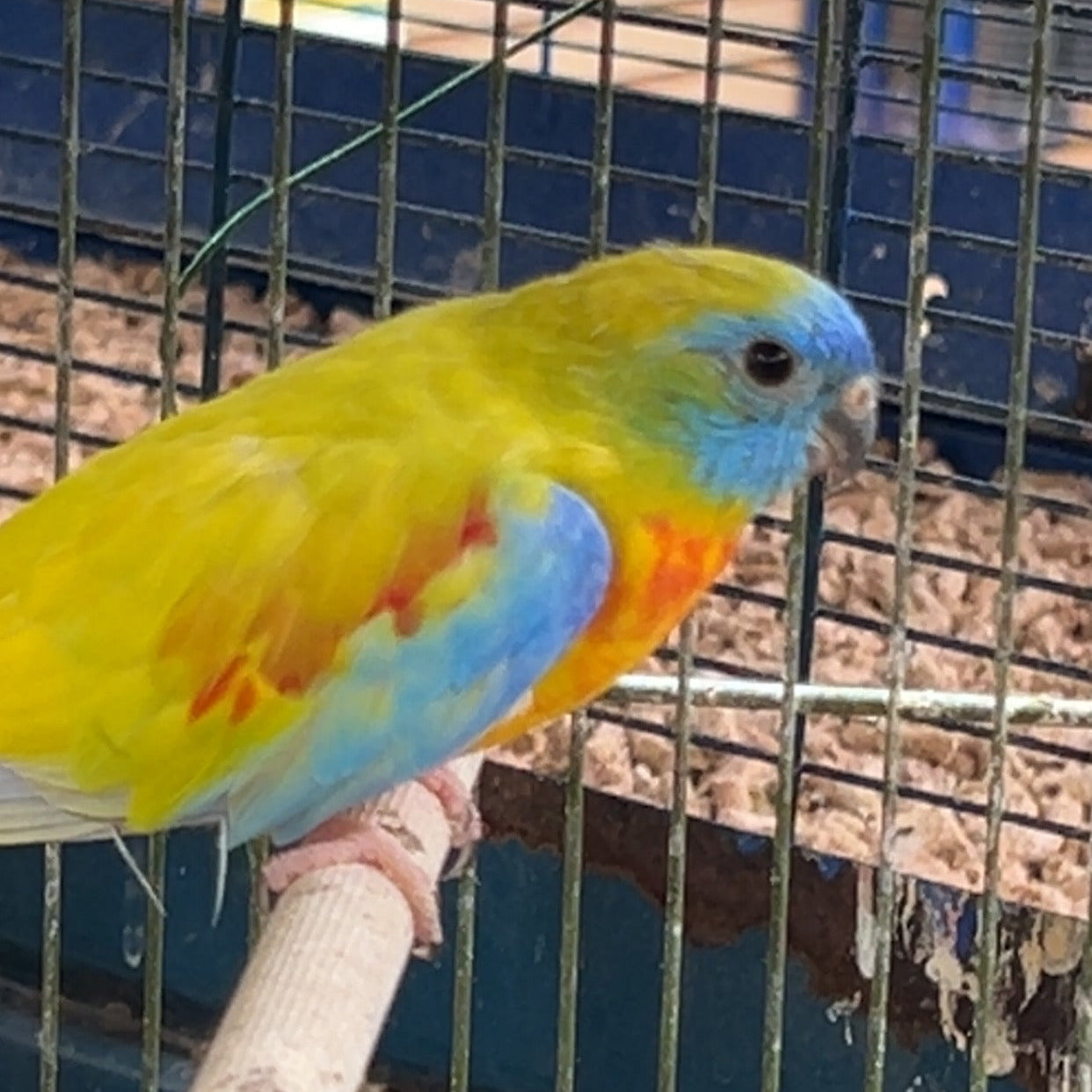 Turquoise parrot | Little Beasts Pet Shop